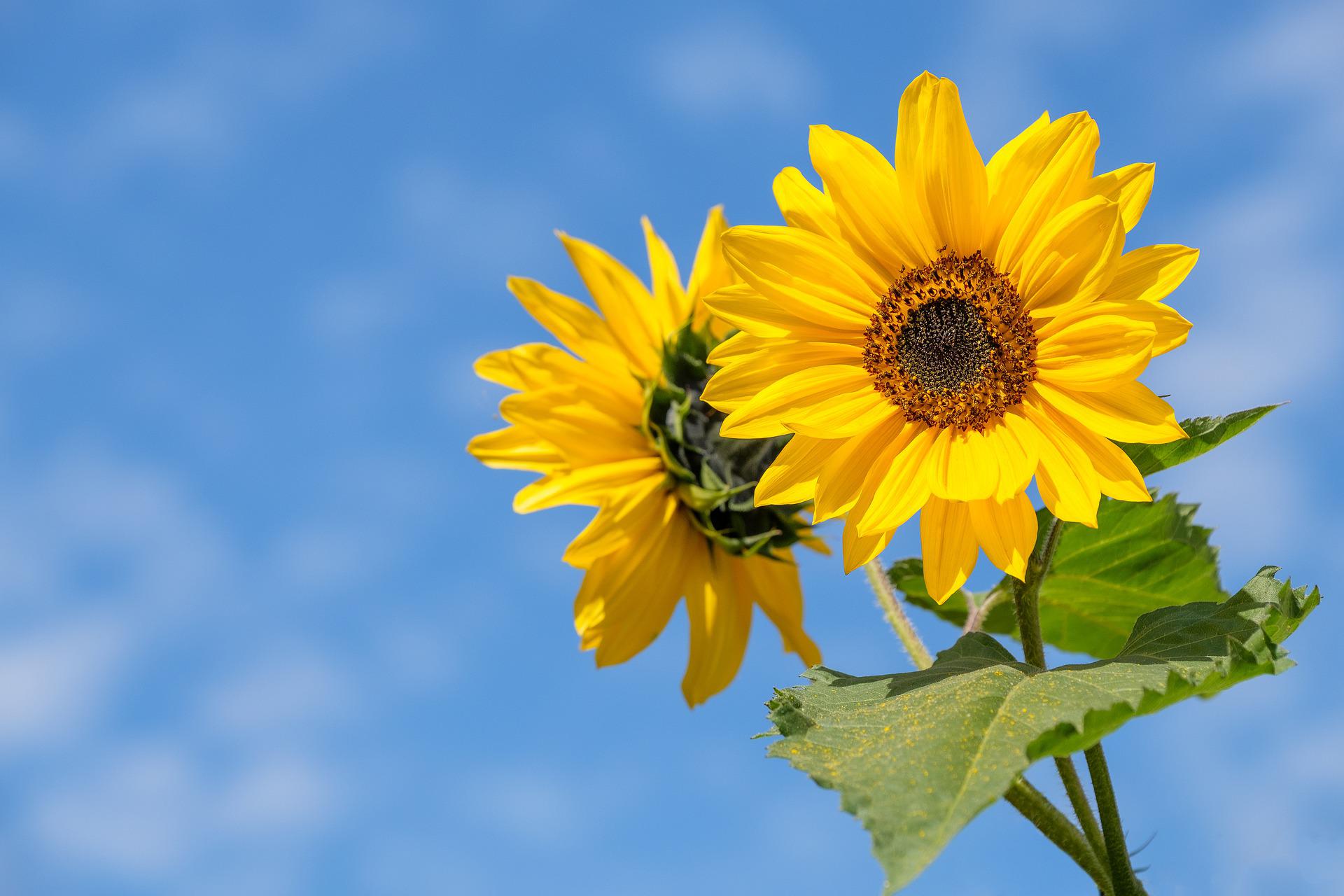 Misleidend Op te slaan pianist De betekenis van de 30 mooiste bloemen - Tuinoverzicht