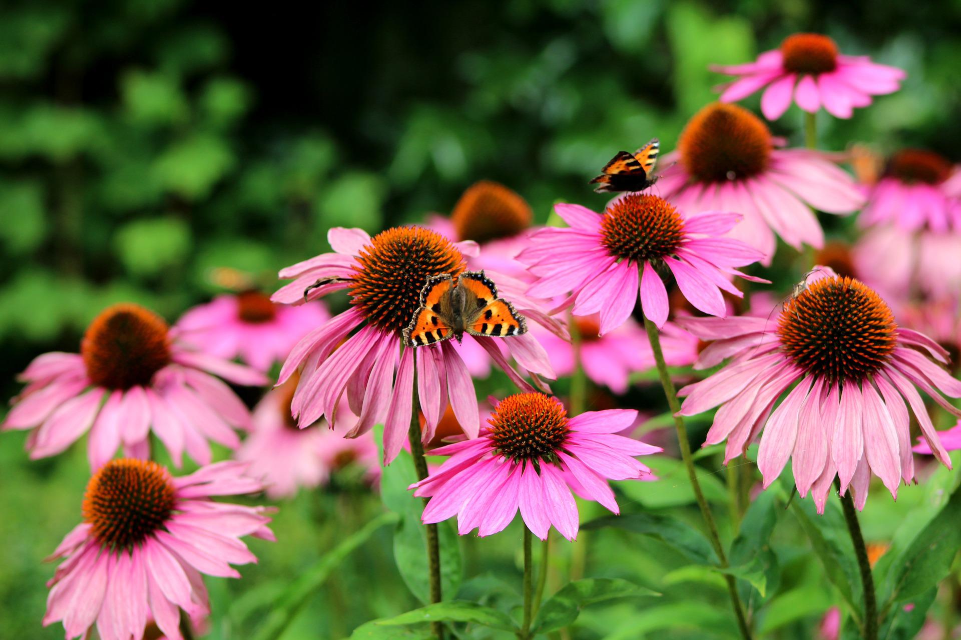 Ongeautoriseerd alleen schandaal Echinacea kweken met zaden - Tuinoverzicht