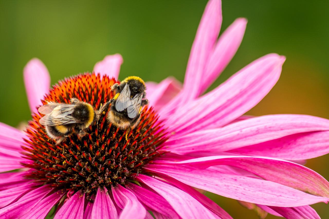 Echinacea kweken uit zaden