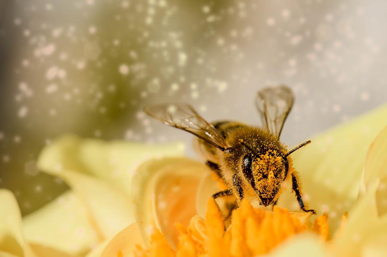 Hoe biologisch tuinieren