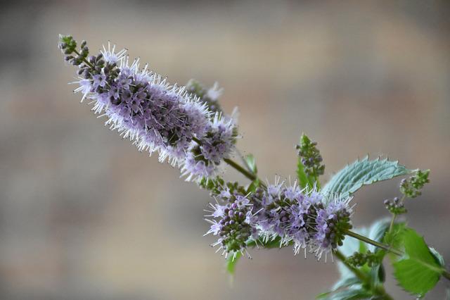 Koreaanse munt planten