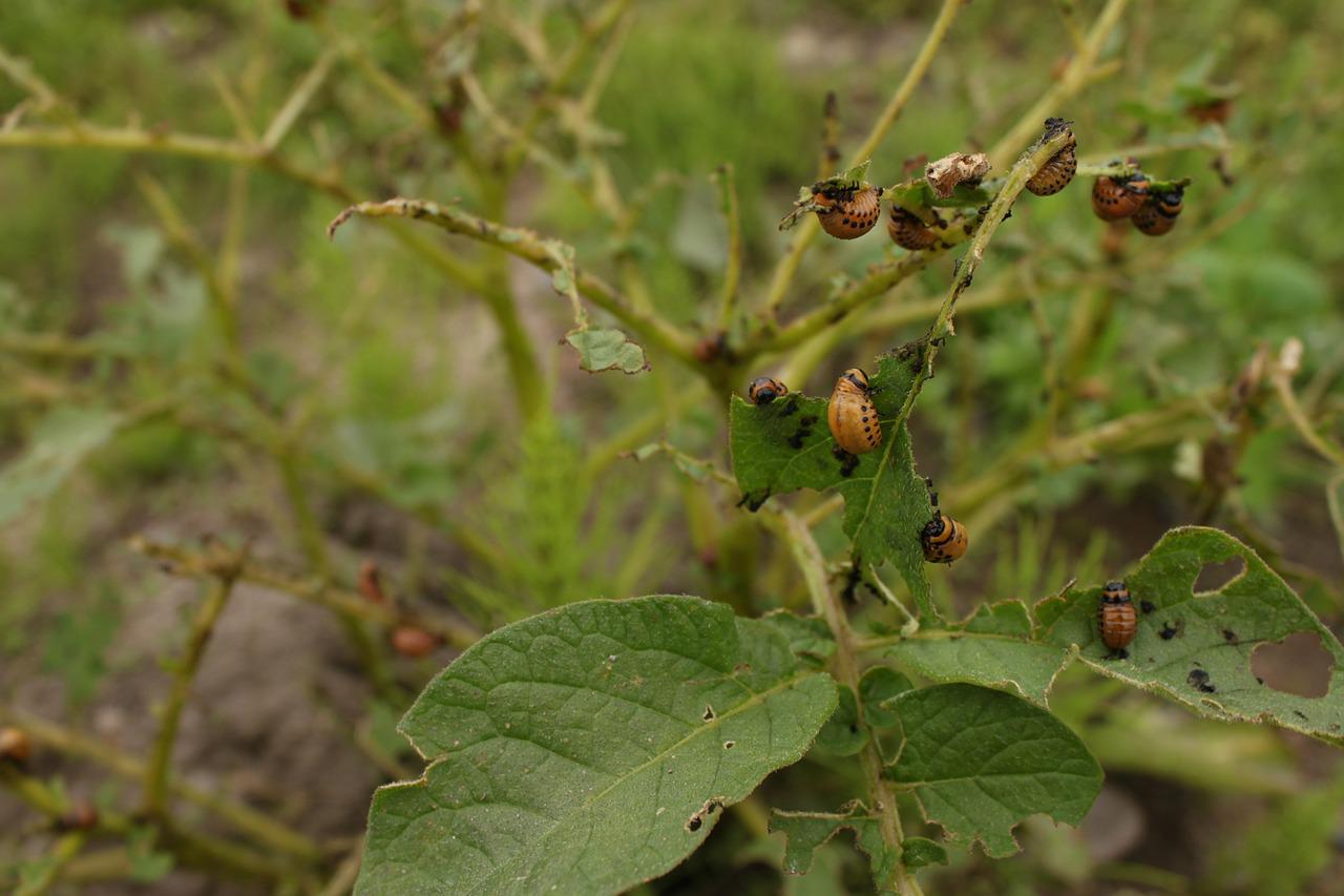 biologisch tuinieren coloradekevers