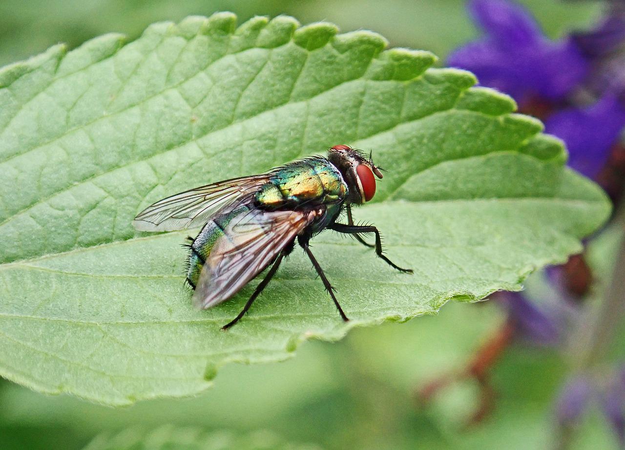biologisch tuinieren muggen en vliegen verjagen