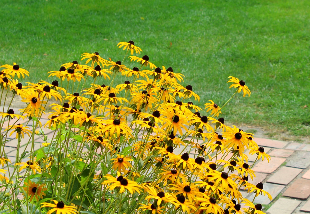 kweken van Echinacea