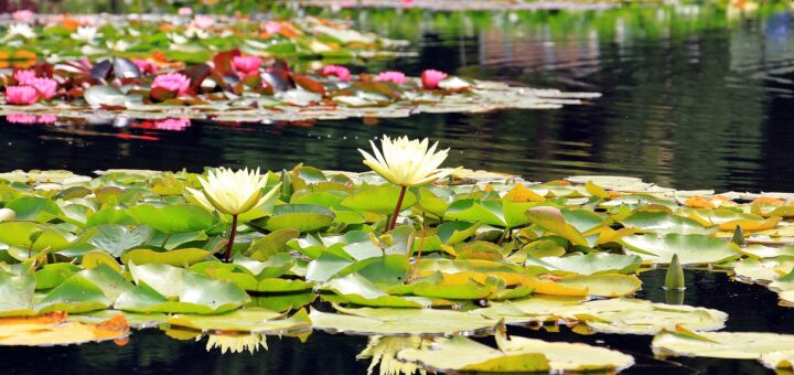 tuinvijver of zwemvijver in de tuin