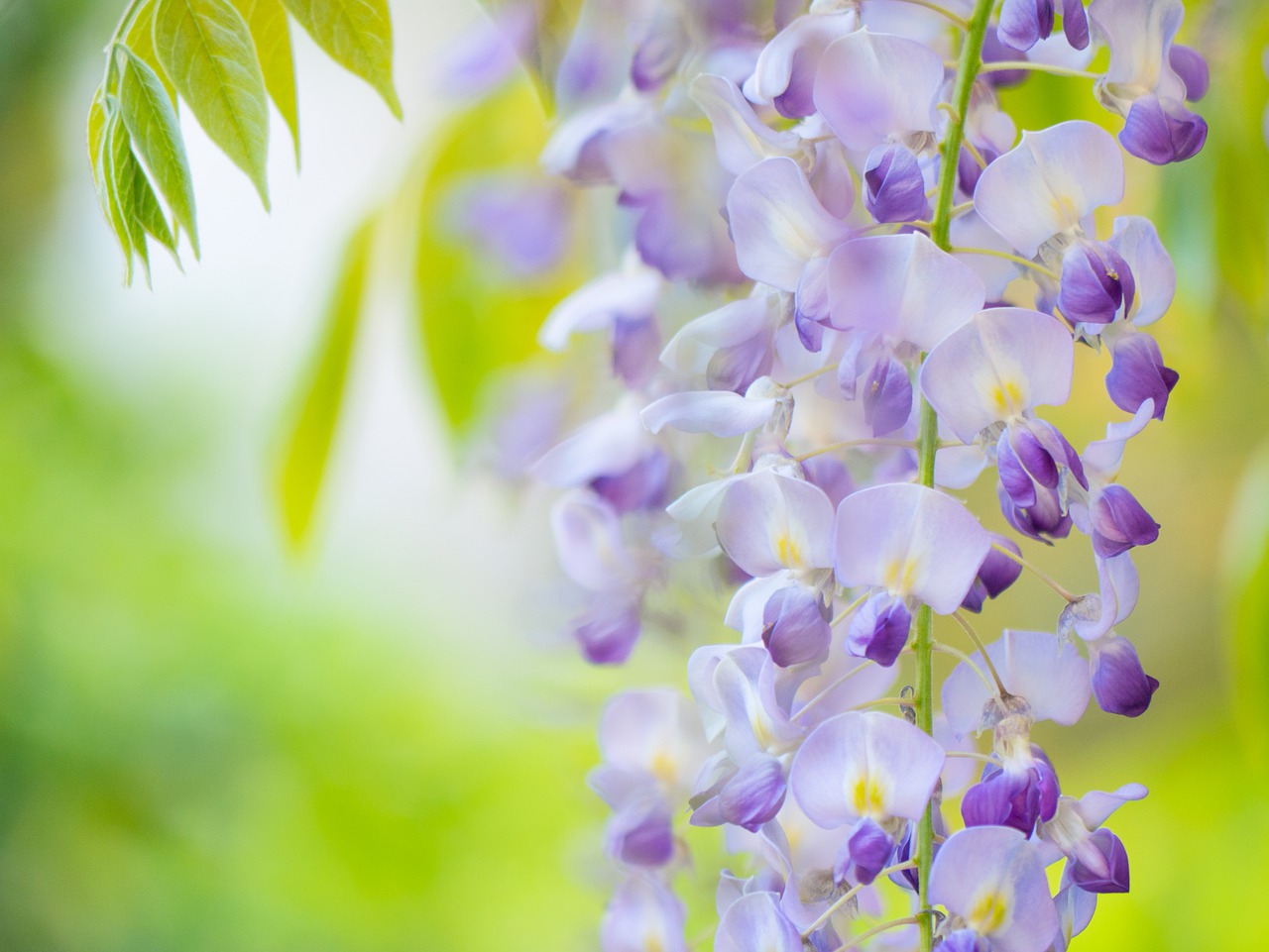 Blauwe Regen of Wisteria