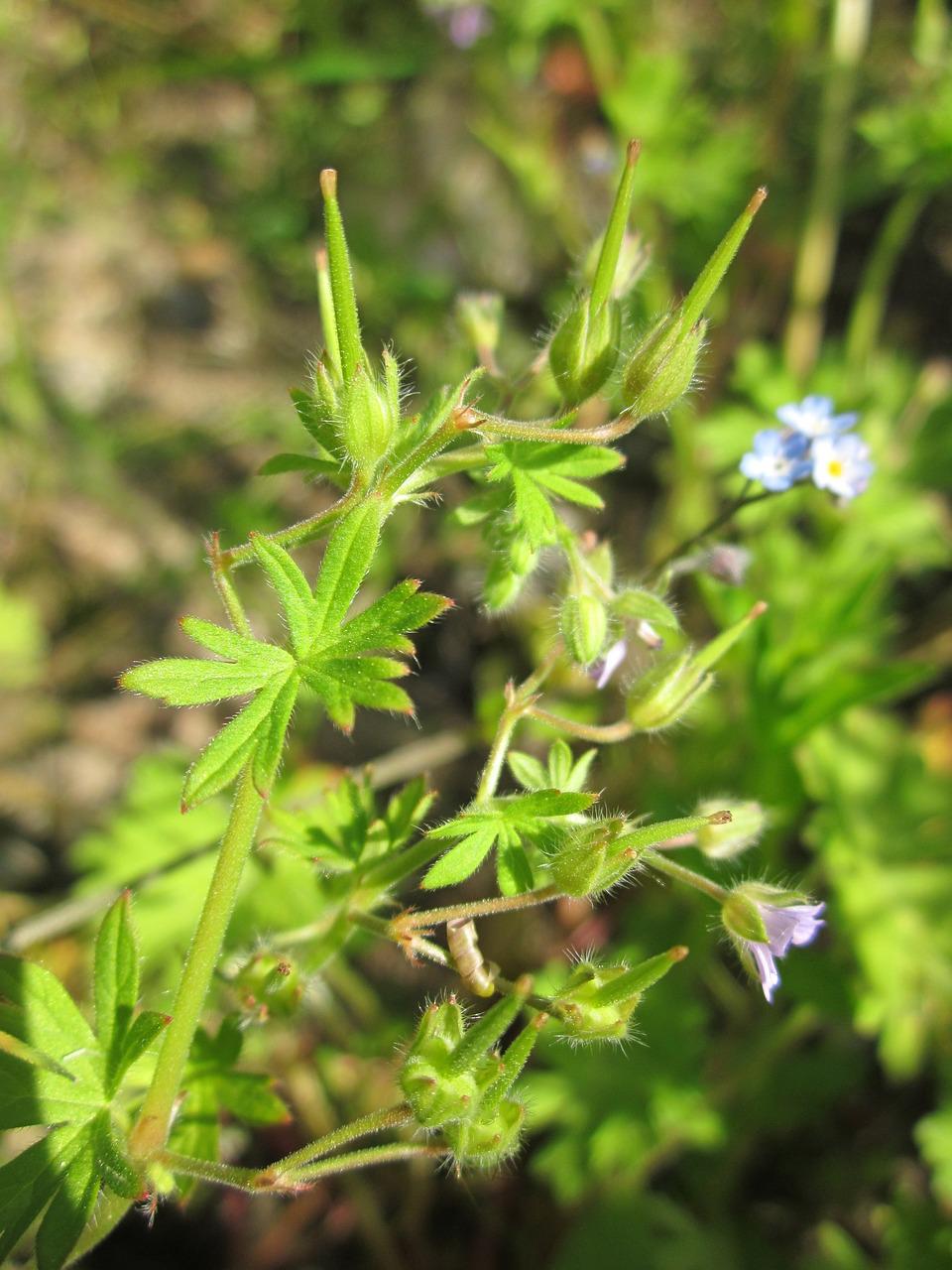 Hoe een geranium planten praktische tips - ooievaarsbek