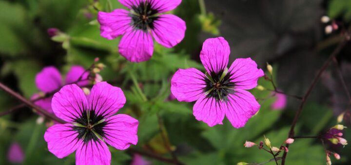 Hoe een geranium planten: praktische tips