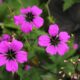 Hoe een geranium planten: praktische tips