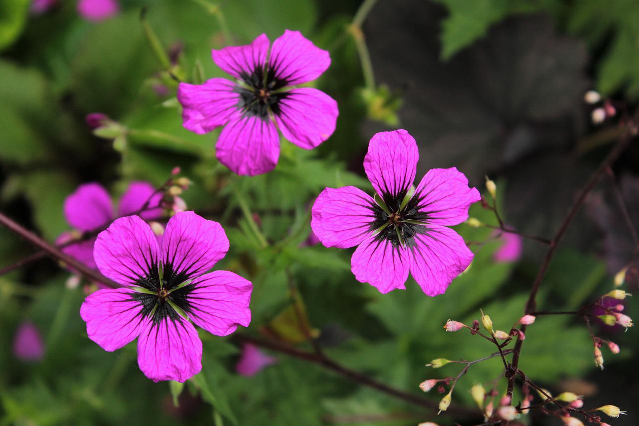 Hoe een geranium planten: praktische tips