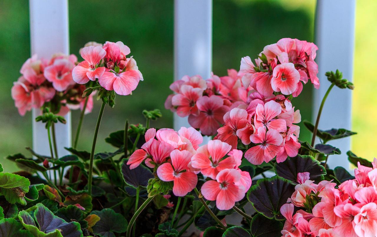 Hoe een geranium of ooievaarsbek planten: praktische tips